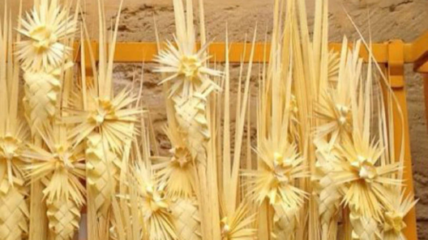 Elche vuelve a llevar sus palmas blancas de Alicante hasta el Vaticano