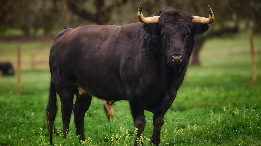 Toros de Murteira Grave para Arles (Francia)