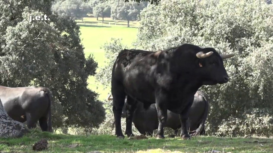 Toro de la ganadería de El Capea