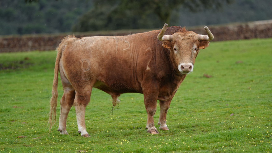 Toro de Alcurrucén para Toledo