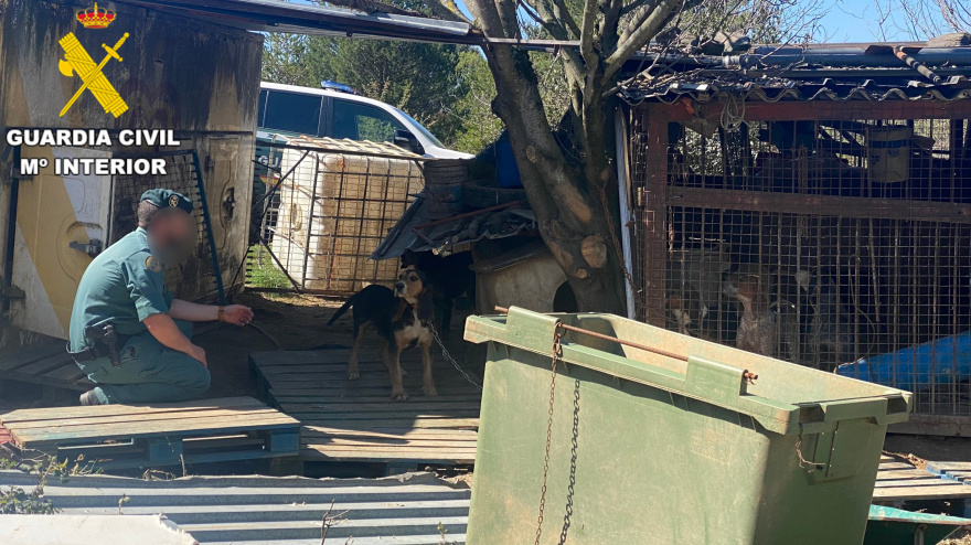 Investigan a un hombre por maltrato animal al hallar a sus 18 perros de caza en pésimas condiciones en Lillo del Bierzo (León)