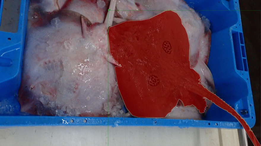 La Universidad de Alicante estudia los tiburones de la costa alicantina