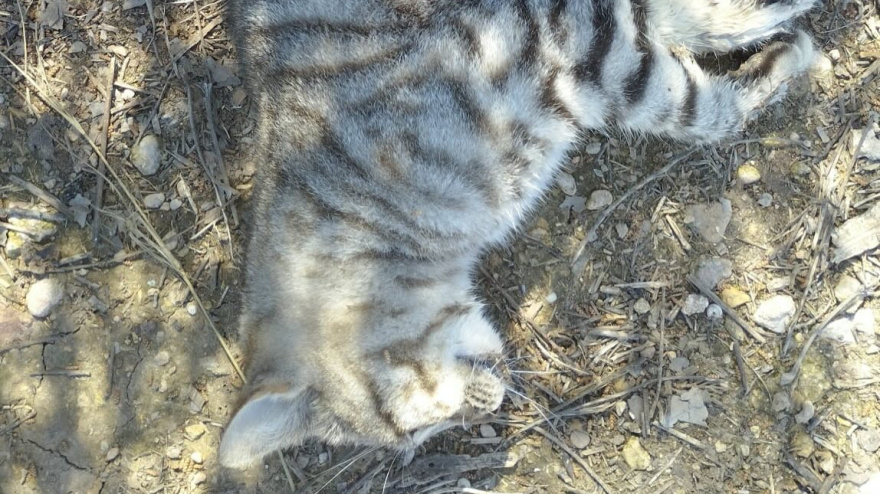 Gato fallecido en Criptana, presuntamente por envenenamiento
