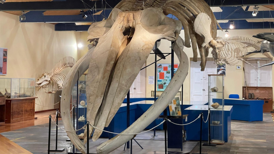 Esqueleto de ballena expuesto en el museo de la Sociedade Galega de Historia Natural de Ferrol