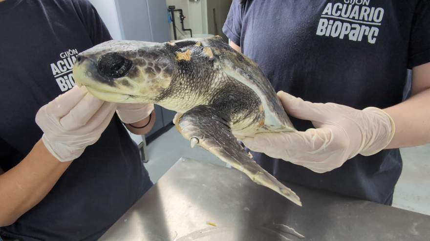 Tortuga lora que se está recuperando en el Acuario de Gijón