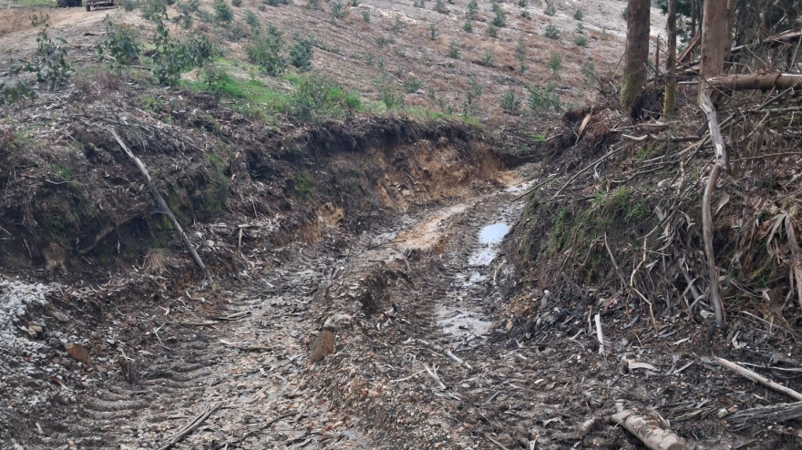 Zona afectada por la saca de madera