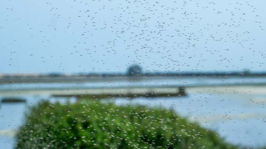 (Foto de ARCHIVO)Nubes de mosquitos en el Parque Nacional de Doñana. A 9 de abril de 2025 en Almonte, Huelva (Andalucía, España). La consejera de Sostenibilidad y Medio Ambiente de la Junta de Andalucía, Catalina García, ha visitado El Parque Nacional de Doñana para conocer de primera mano el estado actual de sus lagunas y zonas húmedas. Acompañada por técnicos del Espacio Natural de Doñana.Francisco J. Olmo / Europa Press09/4/2025