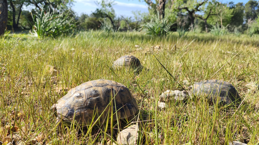 Liberación de tortugas en Baleares