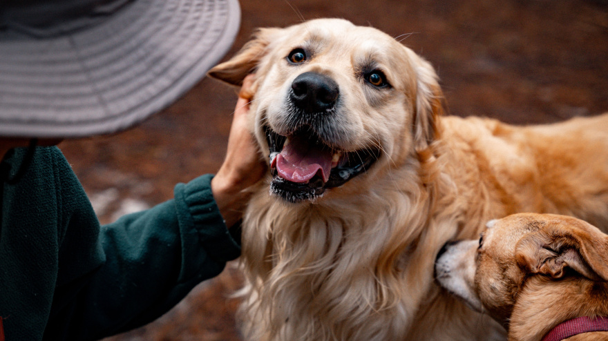 A person petting a happy Golden Retriever while another dog sniffs in an outdoor setting