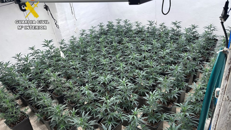 La Guardia Civil detiene a un padre y a un hijo por una plantación de marihuana en Sax