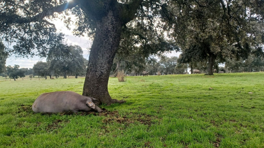 La tecnología desvela la buena vida del cerdo ibérico: 10 kilómetros al día y 14 horas de descanso