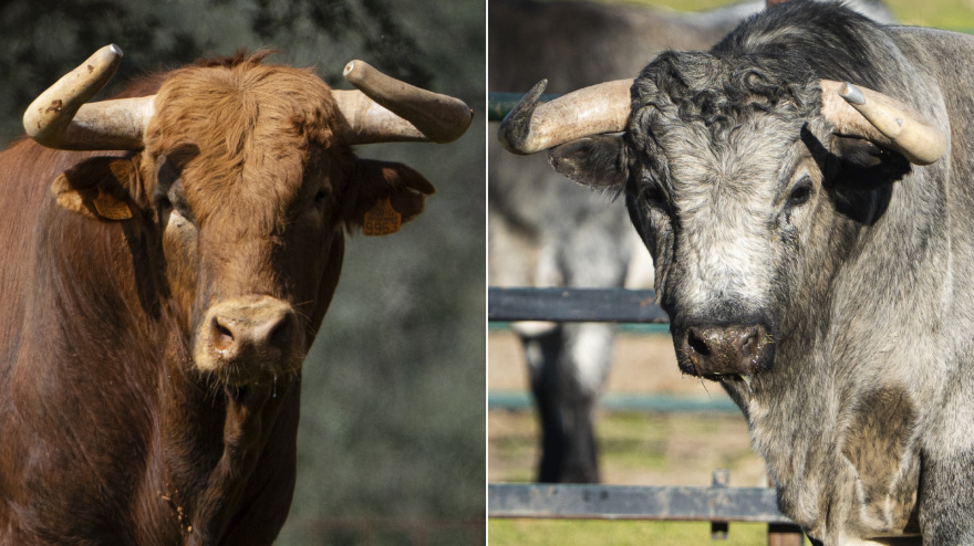 Dos de los toros de Pedraza de Yeltes y Flor de Jara reseñados para Miraflores de la Sierra
