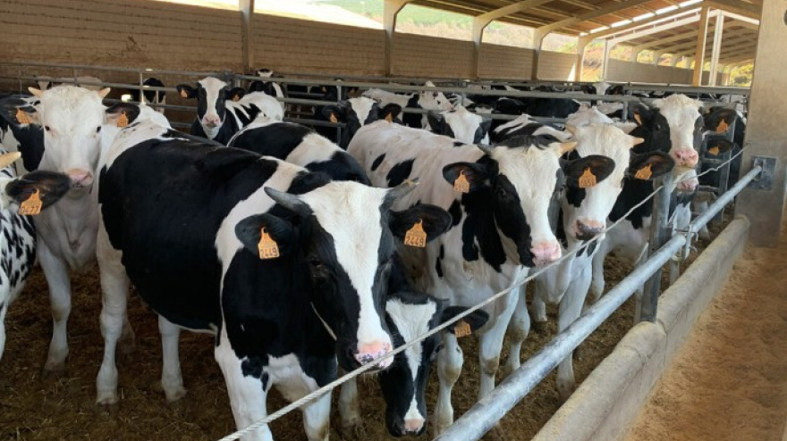 Talavera concentra el mayor número de explotaciones de vacuno de leche de CLM