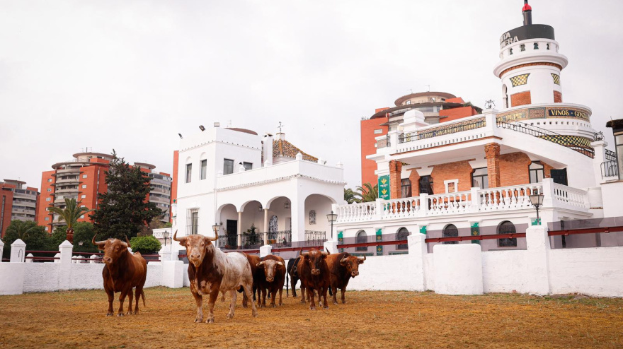 Los toros de Alcurrucén, en la Real Venta de Antequera de Sevilla