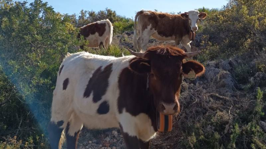 Un proyecto piloto en El Verger recupera la ganadería extensiva con vacuno como una solución natural y rentable para reducir el riesgo de fuegos forestales