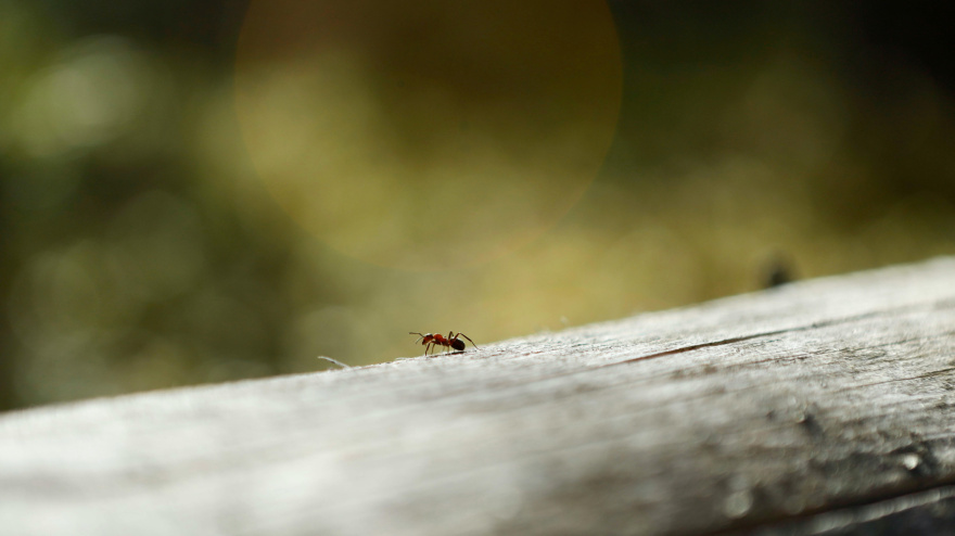 La forma más eficaz de eliminar las hormigas sin recurrir a productos químicos.