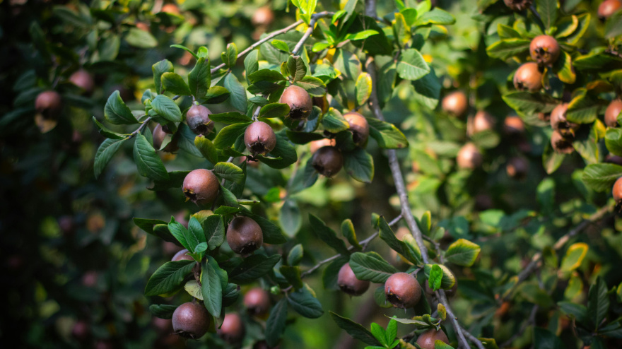 Los productos de temporada