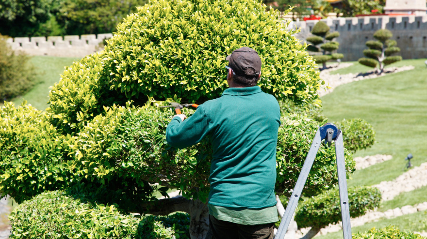 Jardinero podando setos en Salou, Cataluña