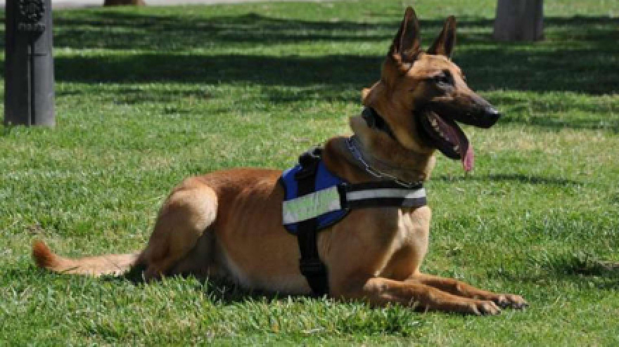 AventuraDogs llega a El Bierzo (León): el retiro para conectar con tu perro en plena naturaleza