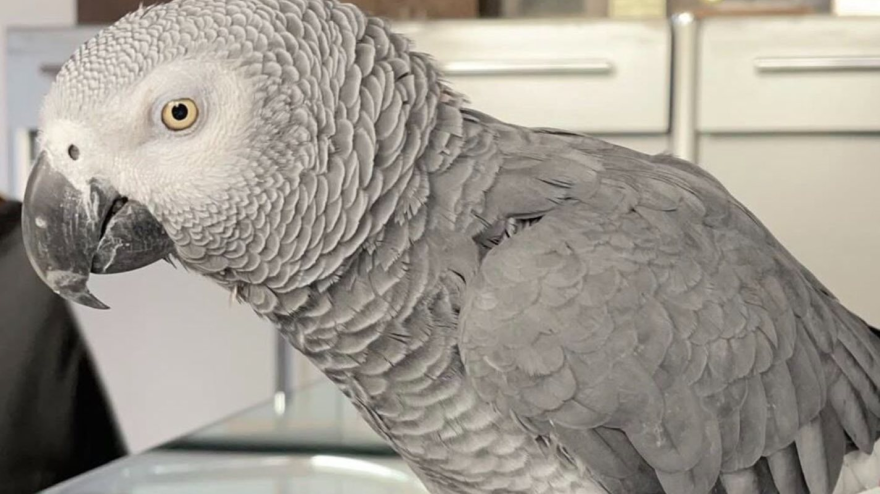 ‘Gorri’, el loro que apareció en La Rioja tras desaparecer en Donostia