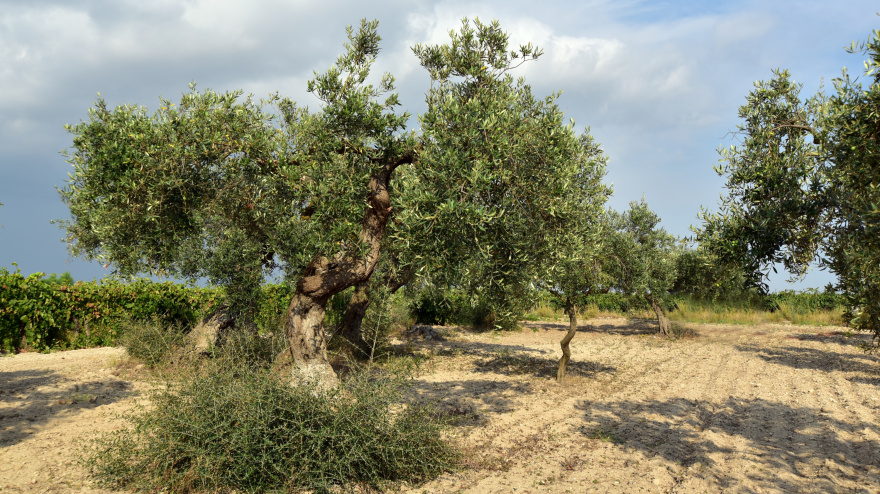 UPA avisa tras las lluvias: pide ejecutar ya las obras pendientes para evitar la próxima sequía