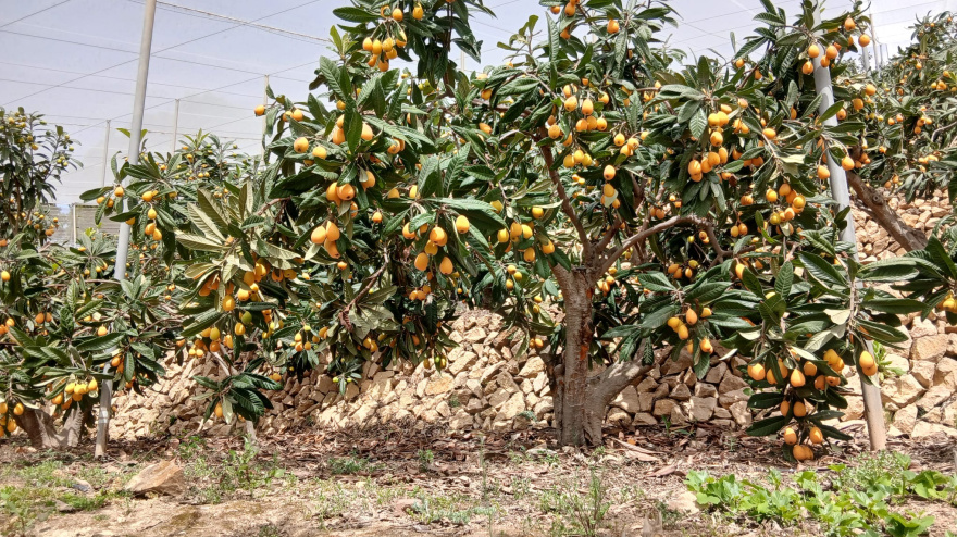 Detrás del níspero perfecto hay un problema que puede hacerlo desaparecer