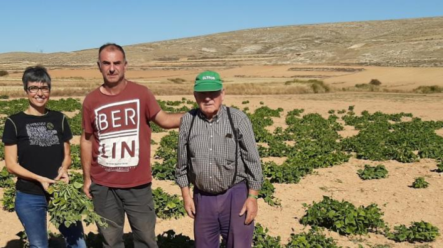 La legumbre de un municipio de Teruel entra en el olimpo de las variedades protegidas de España
