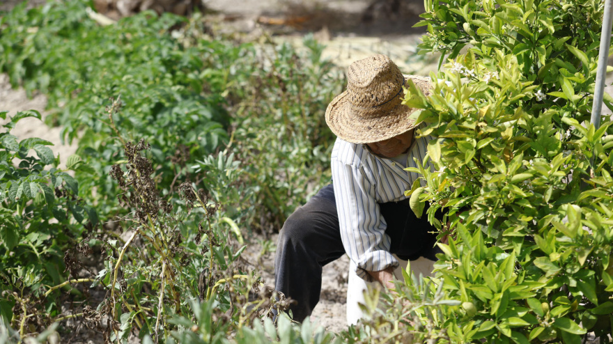 Un agricultor recoge habas de su huerto, imagen de archivo