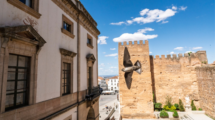 Cernícalo primilla sobrevolando el Foro de los Balbos