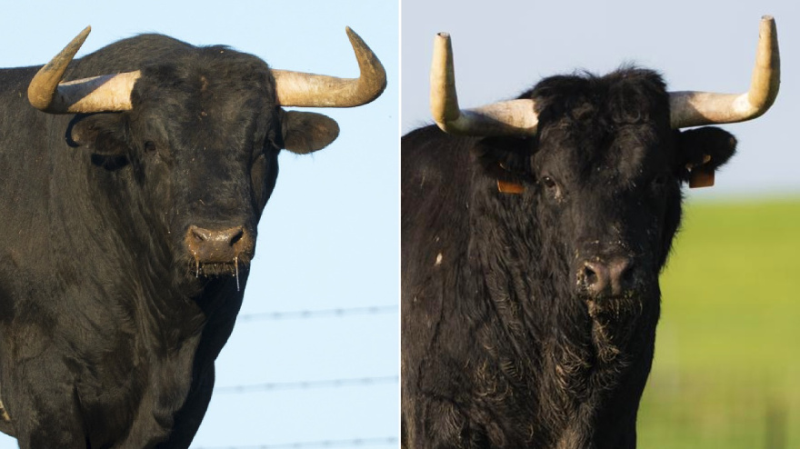Toros de Condessa de Sobral y Guerrero y Carpintero para Algete