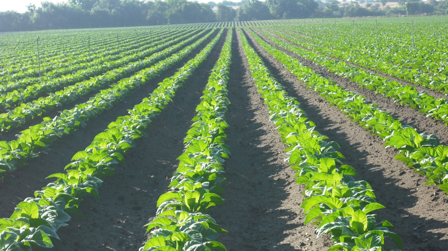 Plantación de tabaco en Extremadura