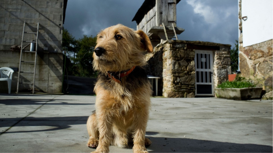 Un perro en Galicia