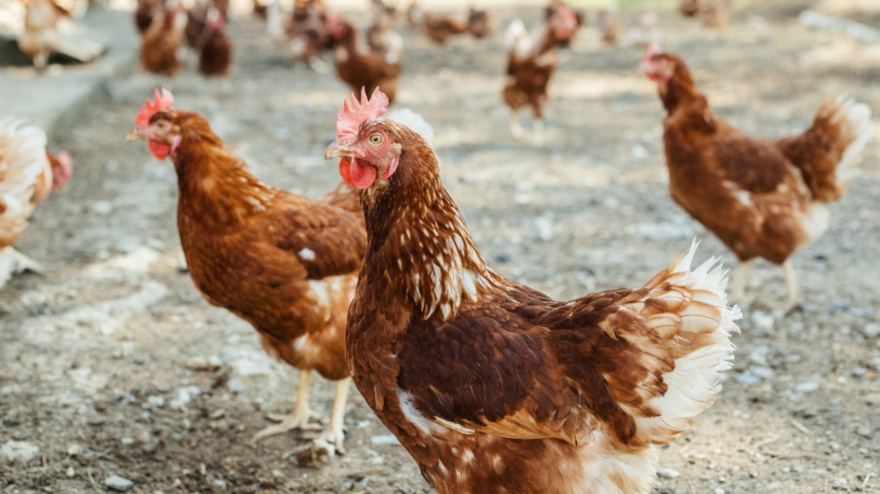 13/12/2024 Gallinas camperas o ecológicasECONOMIA JCCM