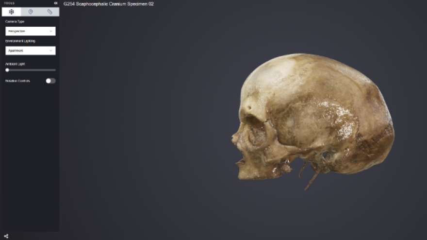 Cráneo perteneciente al inventario