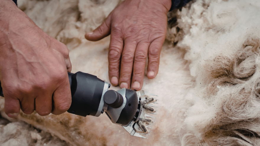 Esquiladores de ovejas