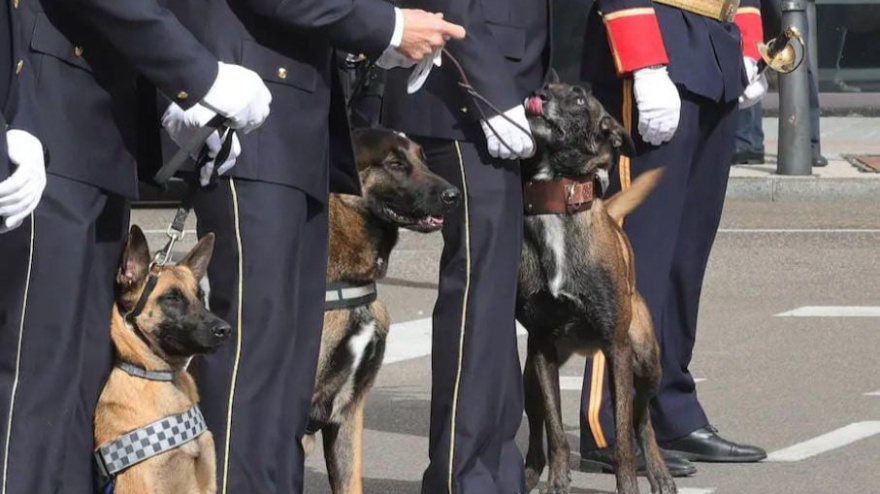 Unidad canina de la Policía Local de Palencia
