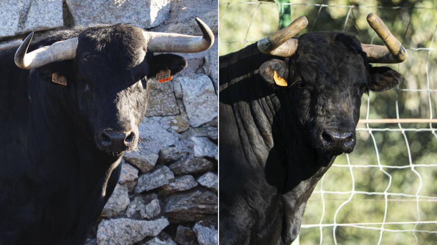 Los toros de Sao Torcato y El Retamar, protagonistas en la Copa Chenel