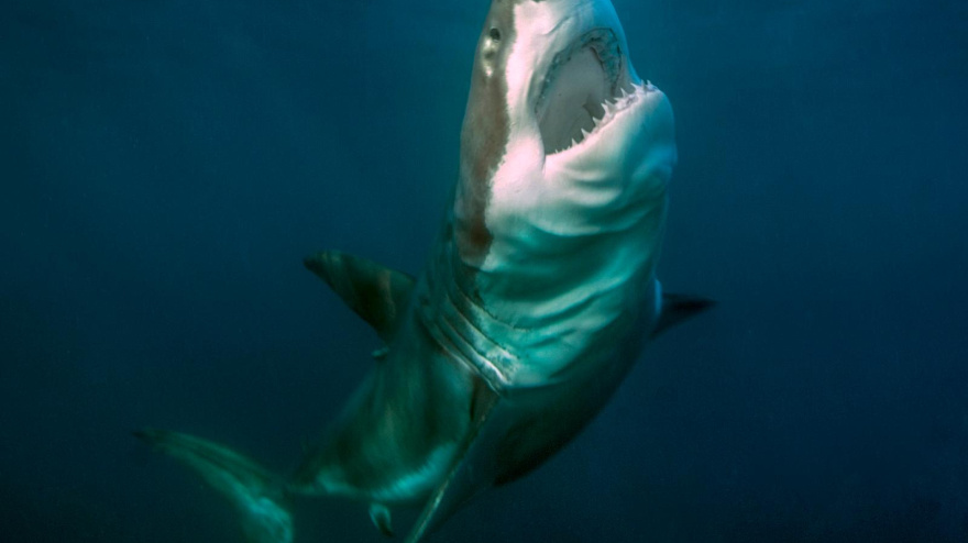 Los grandes peces oceánicos, en riesgo por el calentamiento de los mares