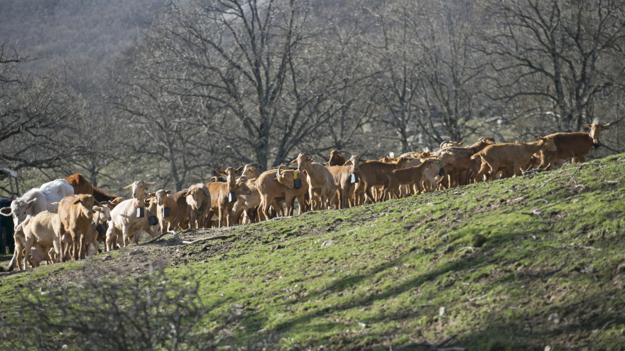 Entrevista Sonia Mayor, Pastora y quesera de Gran Canaria