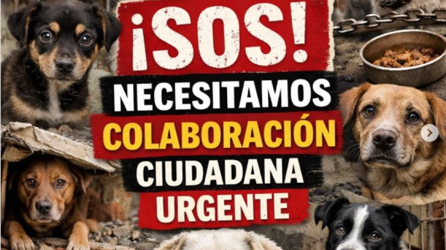 Se busca a 15 perros robados de la perrera de San Bernardo de Toledo