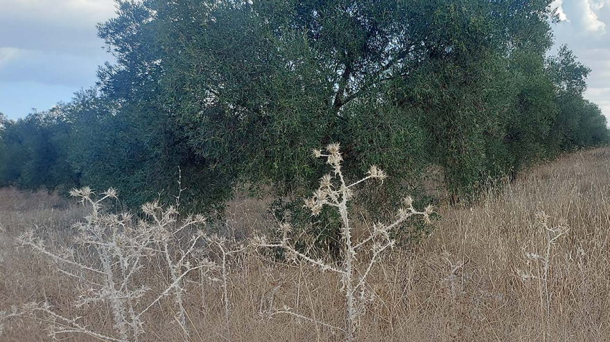 explotación semiabandonada