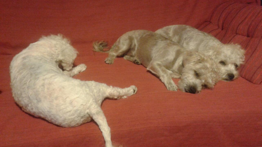 En Alicante es más fácil encontrar habitación si eres fumador que si tienes mascota