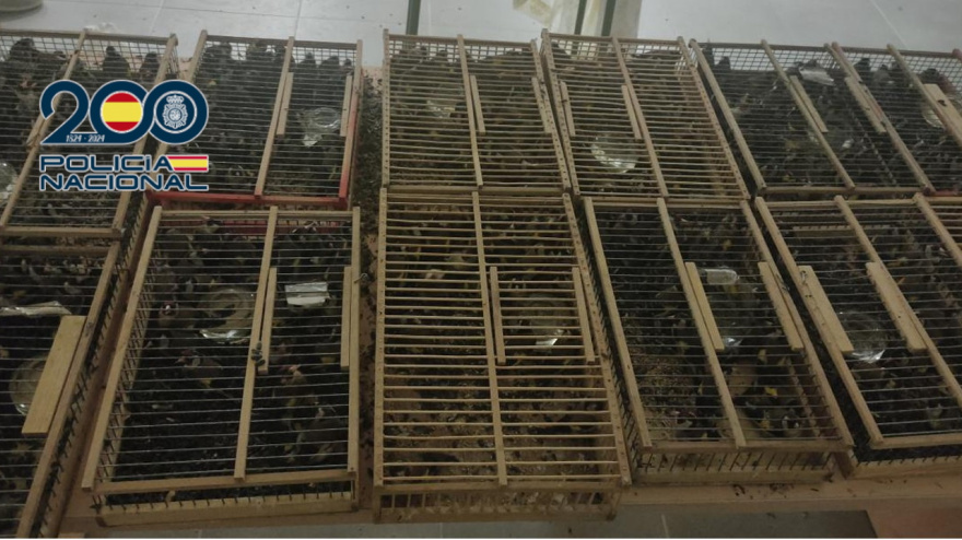 Jaulas con los jilgueros capturados en Lorca e intervenidos en Orihuela