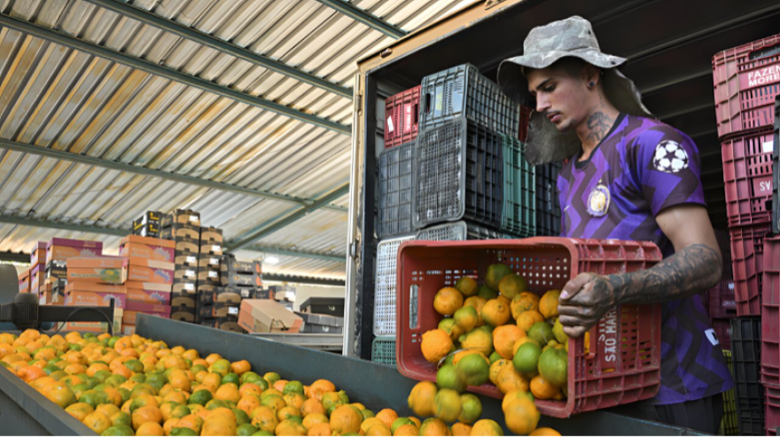 Cosecha de naranjas valencianas
