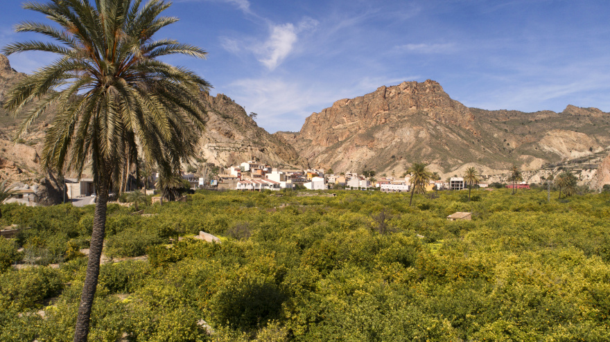 Vídeo de la floración