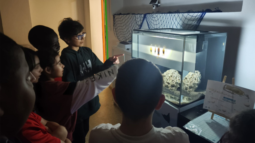 Alumnos del CP Rey Pelayo (Gijón) observan los huevos de tiburón que están cuidando