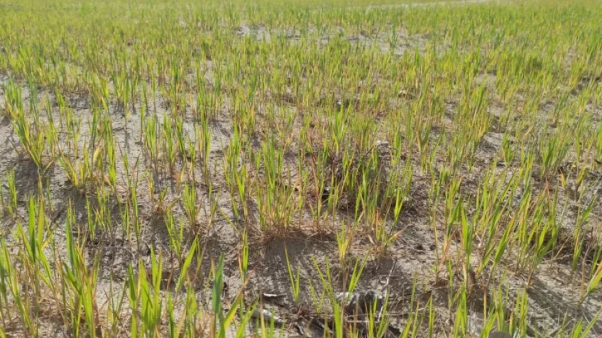 El cereal en La Rioja necesita lluvia
