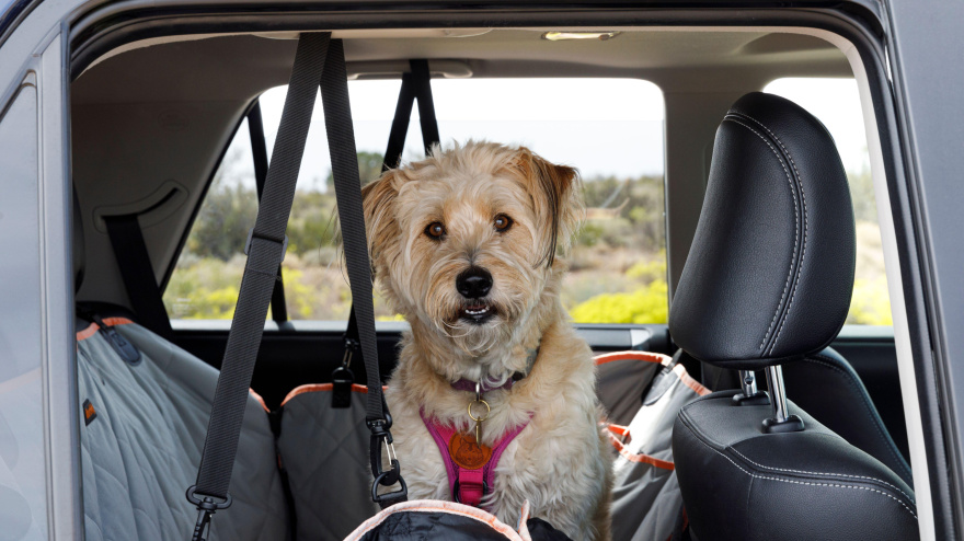 2RW8B9P Dog on a roadtrip