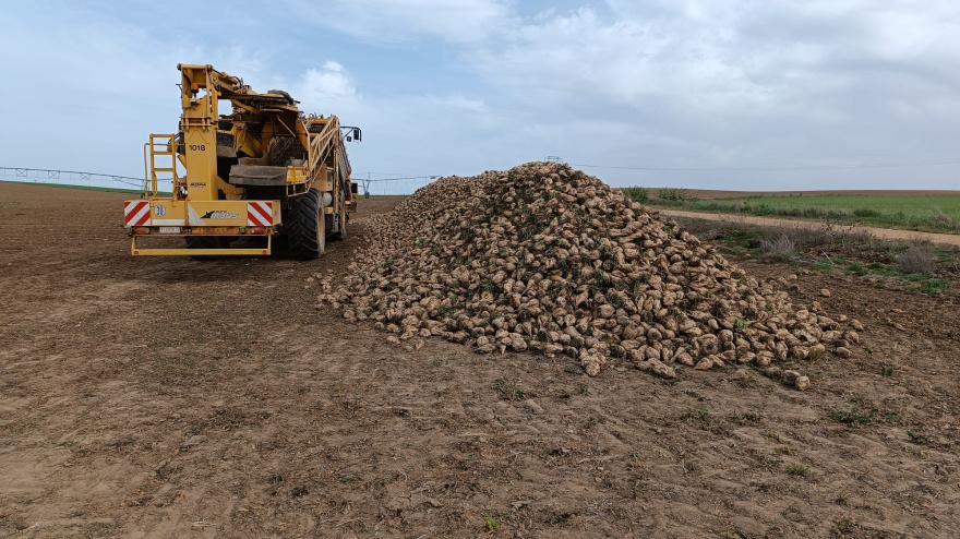 La campaña de remolacha se alarga por las lluvias pero cierra con un aumento de la producción