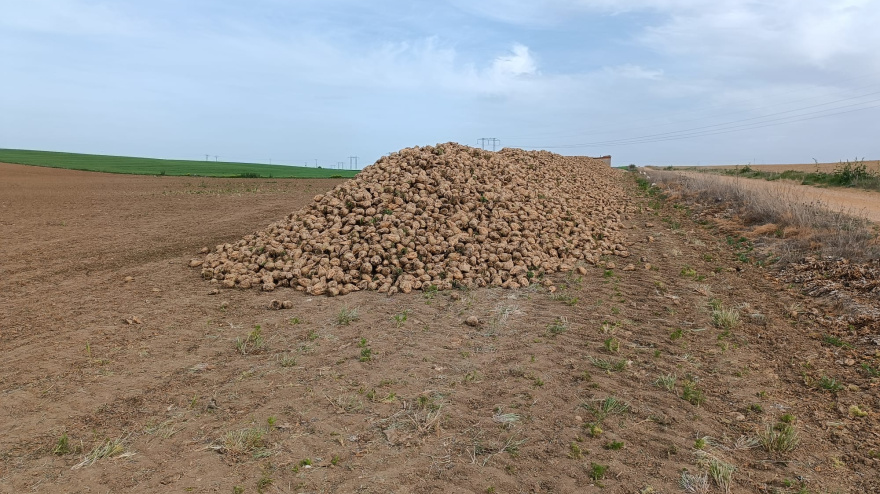 De una cosecha de remolacha con pérdidas a impedirle sembrar: el enfado de un agricultor en Castilla y León